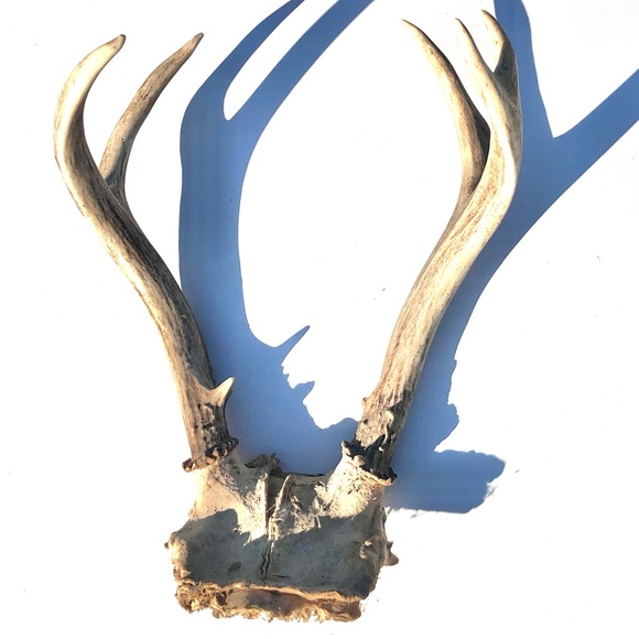 Deer Antlers - Picture 3 of 15